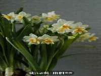 泉州酷游旅游服务有限公司