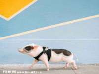 泉州酷游旅游服务有限公司